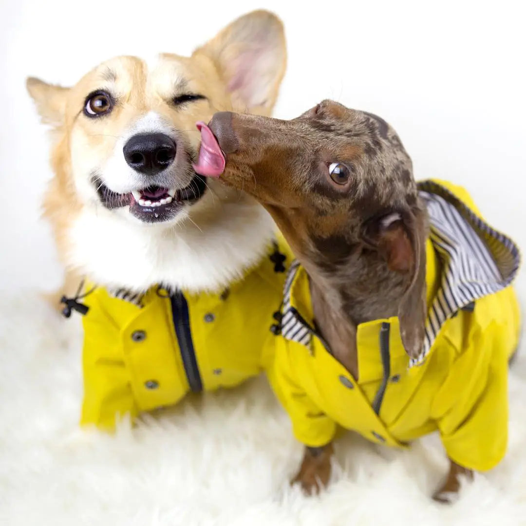 Windproof and Waterproof Raincoat for Pets
