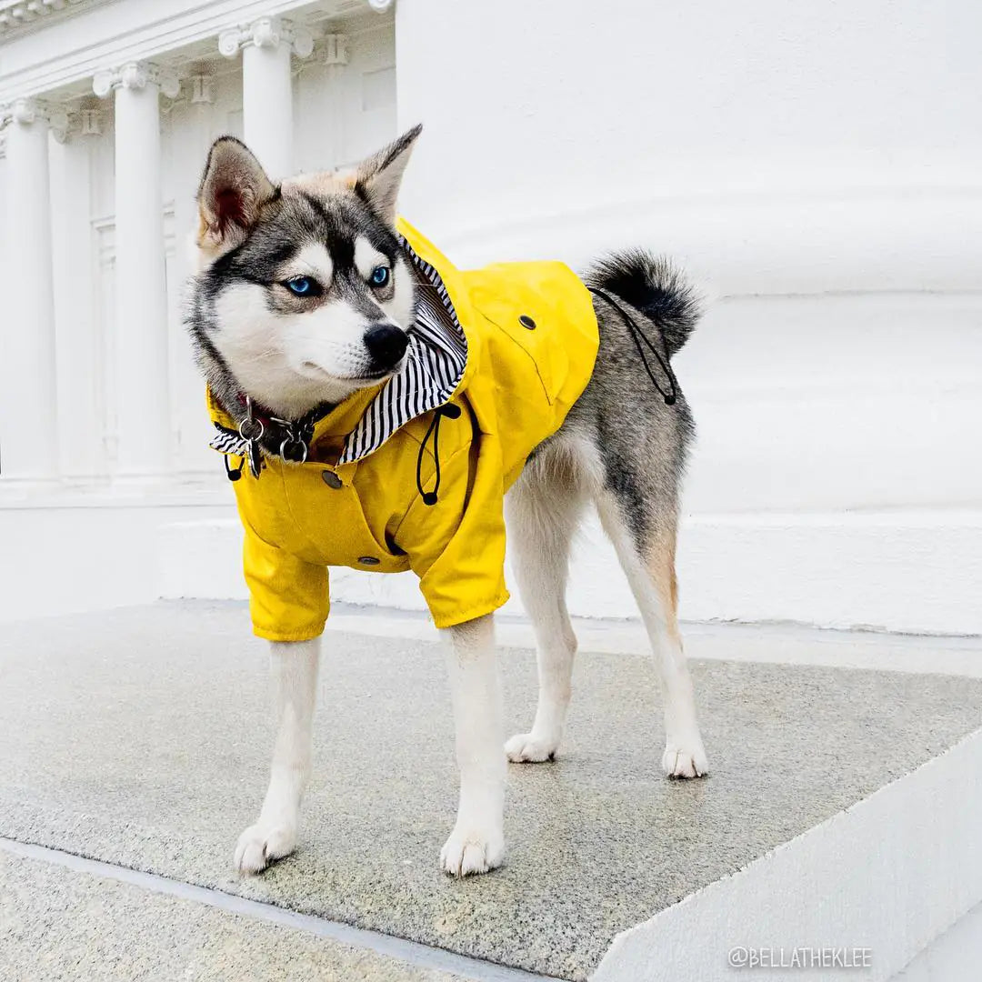 Windproof and Waterproof Raincoat for Pets